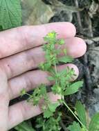 Image of brook cinquefoil