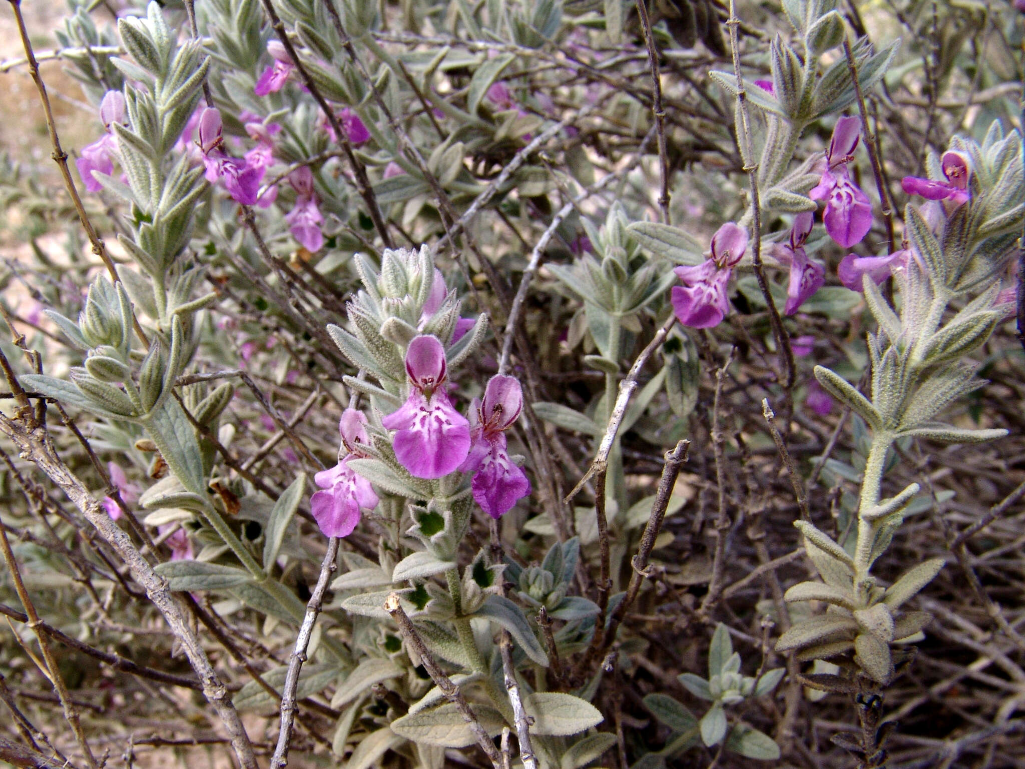 Imagem de Stachys aegyptiaca Pers.