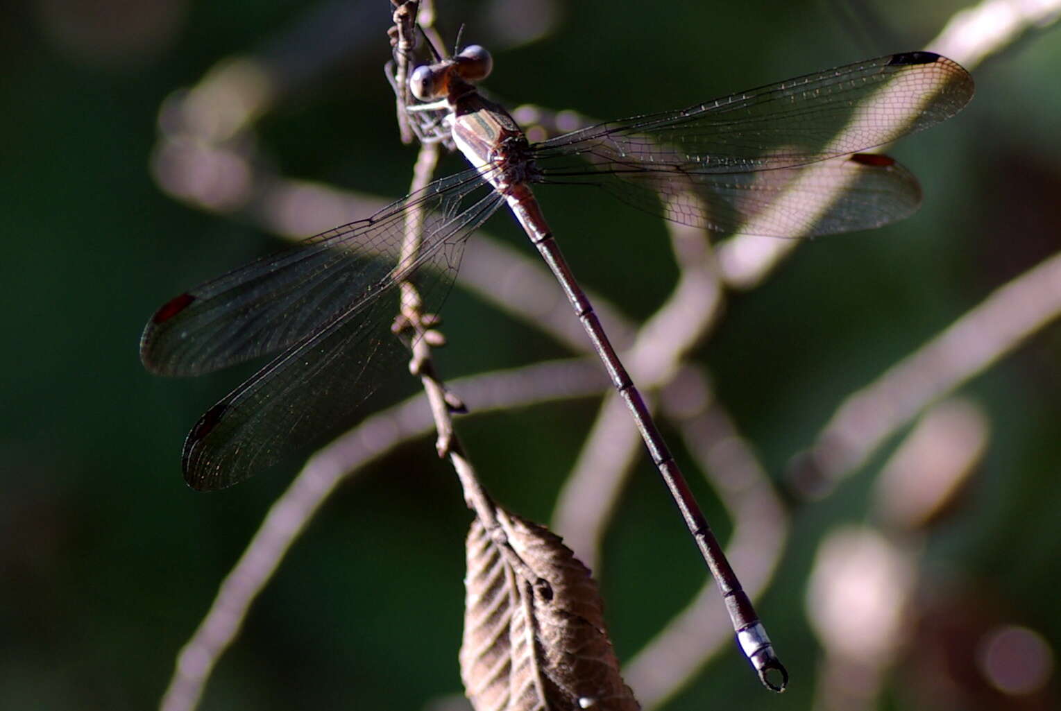 Image of Archilestes Selys 1862