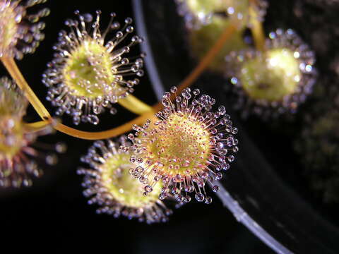 Image of Drosera ramellosa Lehm.