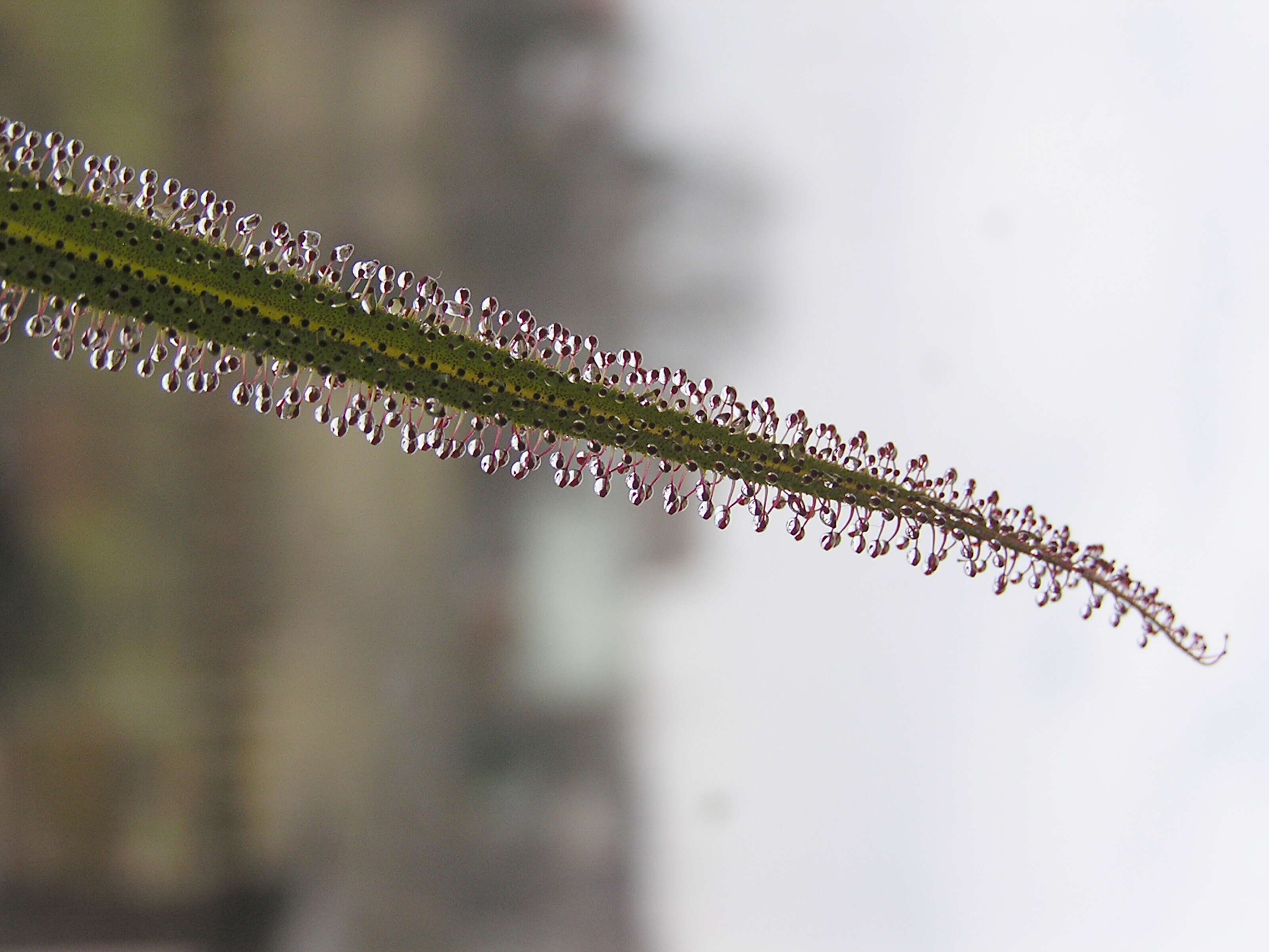 Image of Drosera regia Stephens