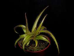 Image of Drosera regia Stephens