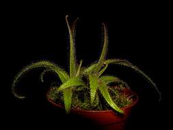 Image of Drosera regia Stephens