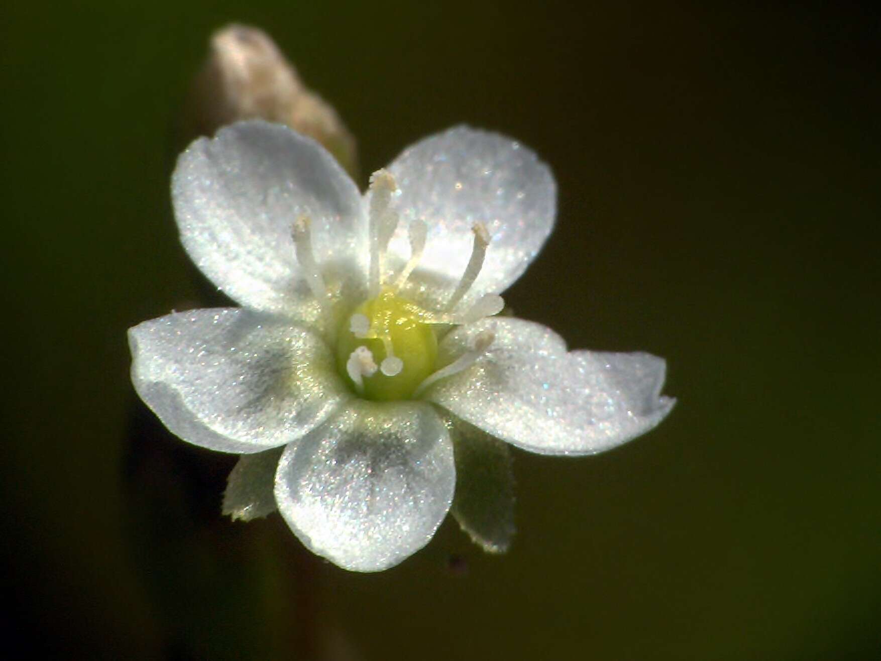 Image of Common Sundew