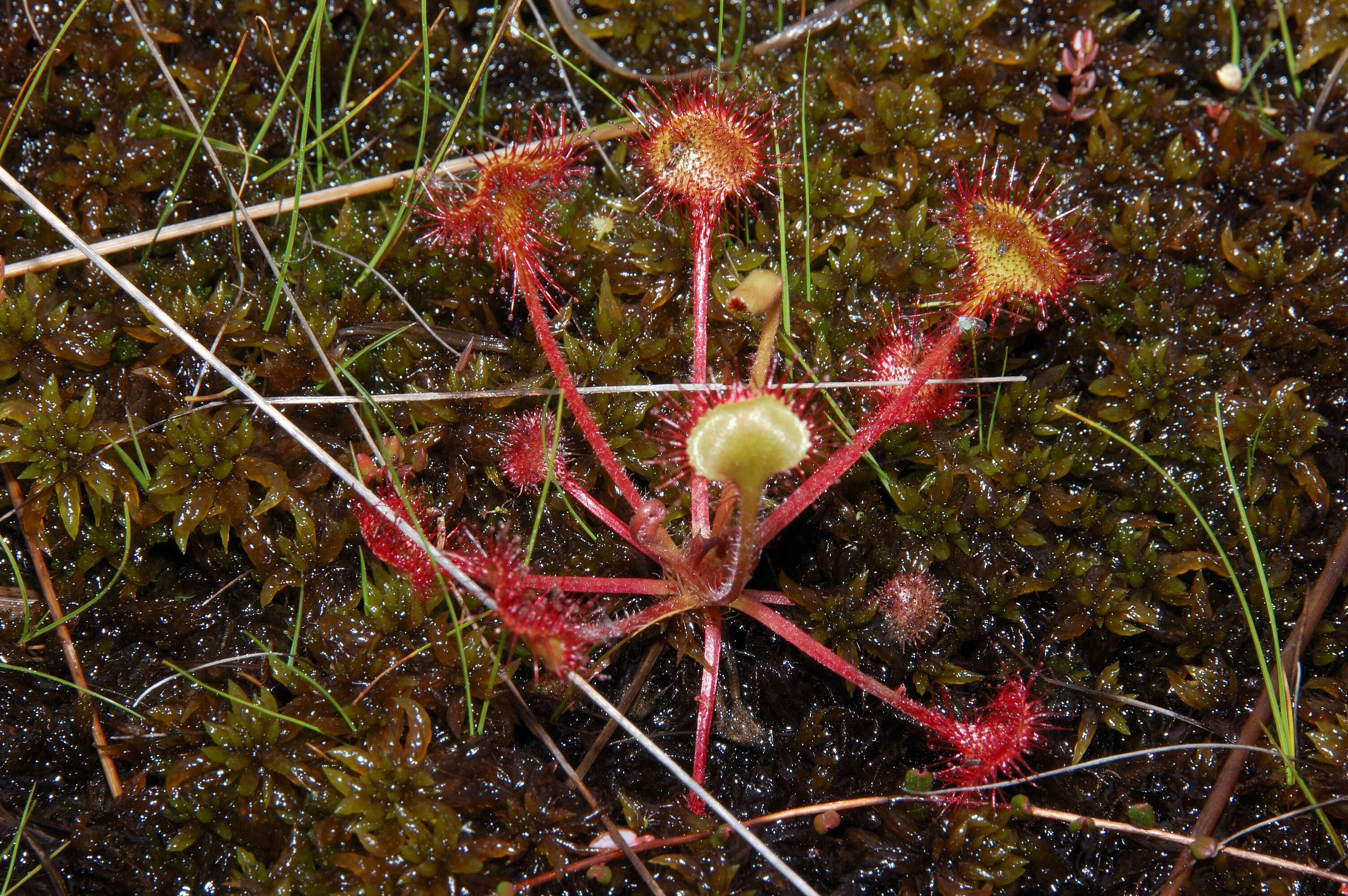 Image of Common Sundew