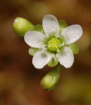 Image of Common Sundew