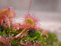 Image of Common Sundew