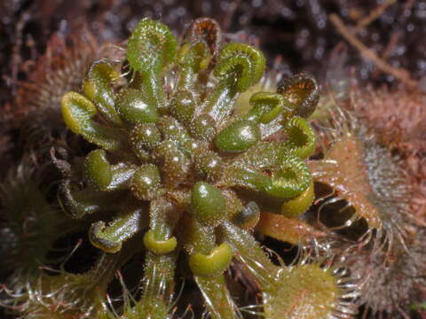 Image of Common Sundew