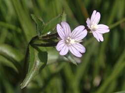 Image of american willowherb