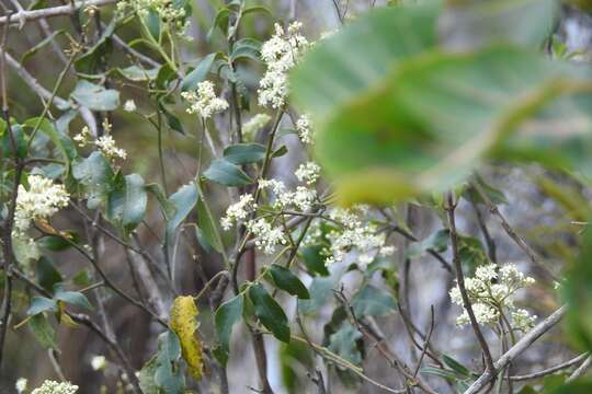 Image of Psychopterys multiflora (Nied.) W. R. Anderson & S. Corso