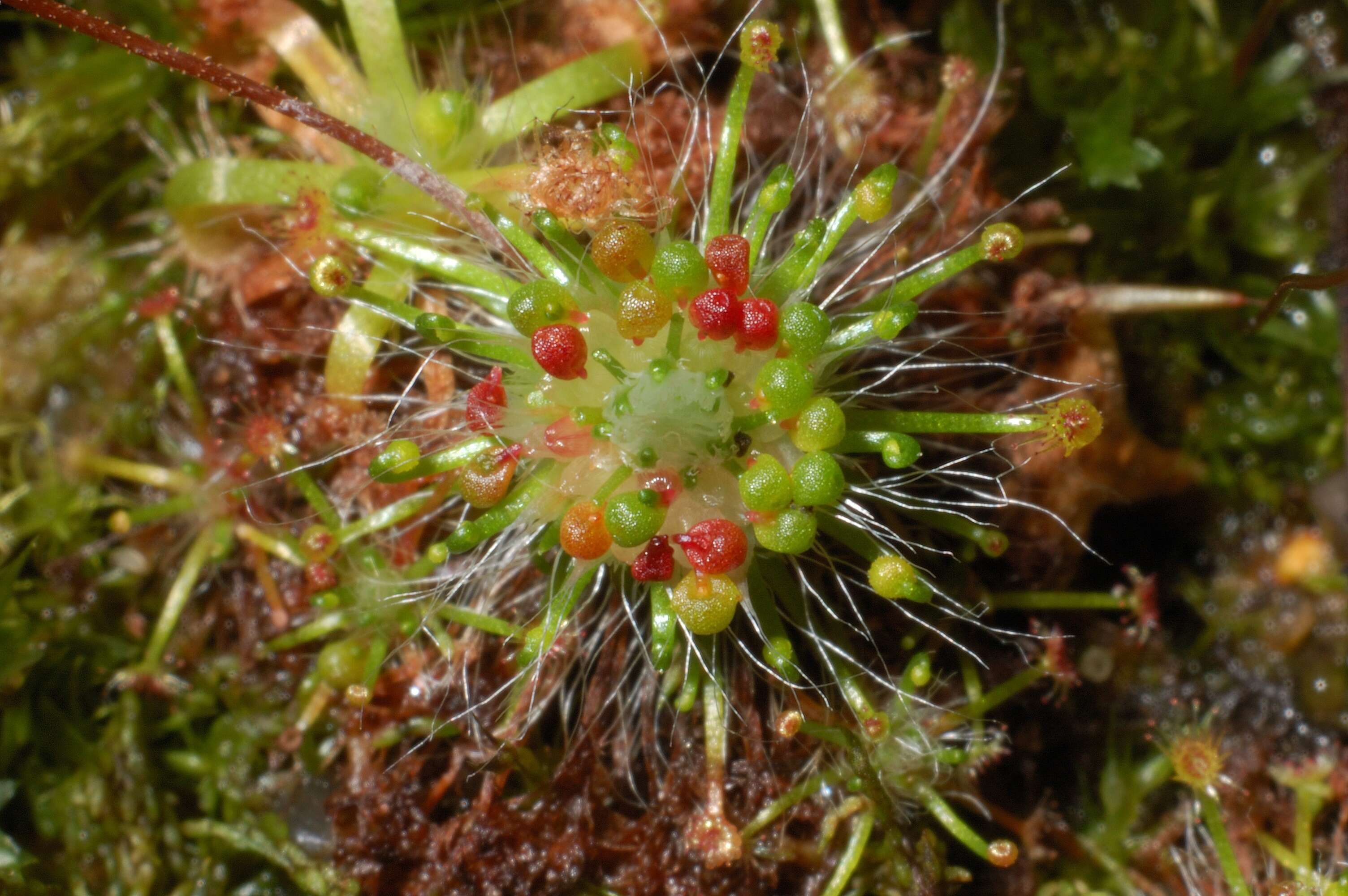 Image of Drosera parvula subsp. sargentii (Lowrie & N. Marchant) Schlauer