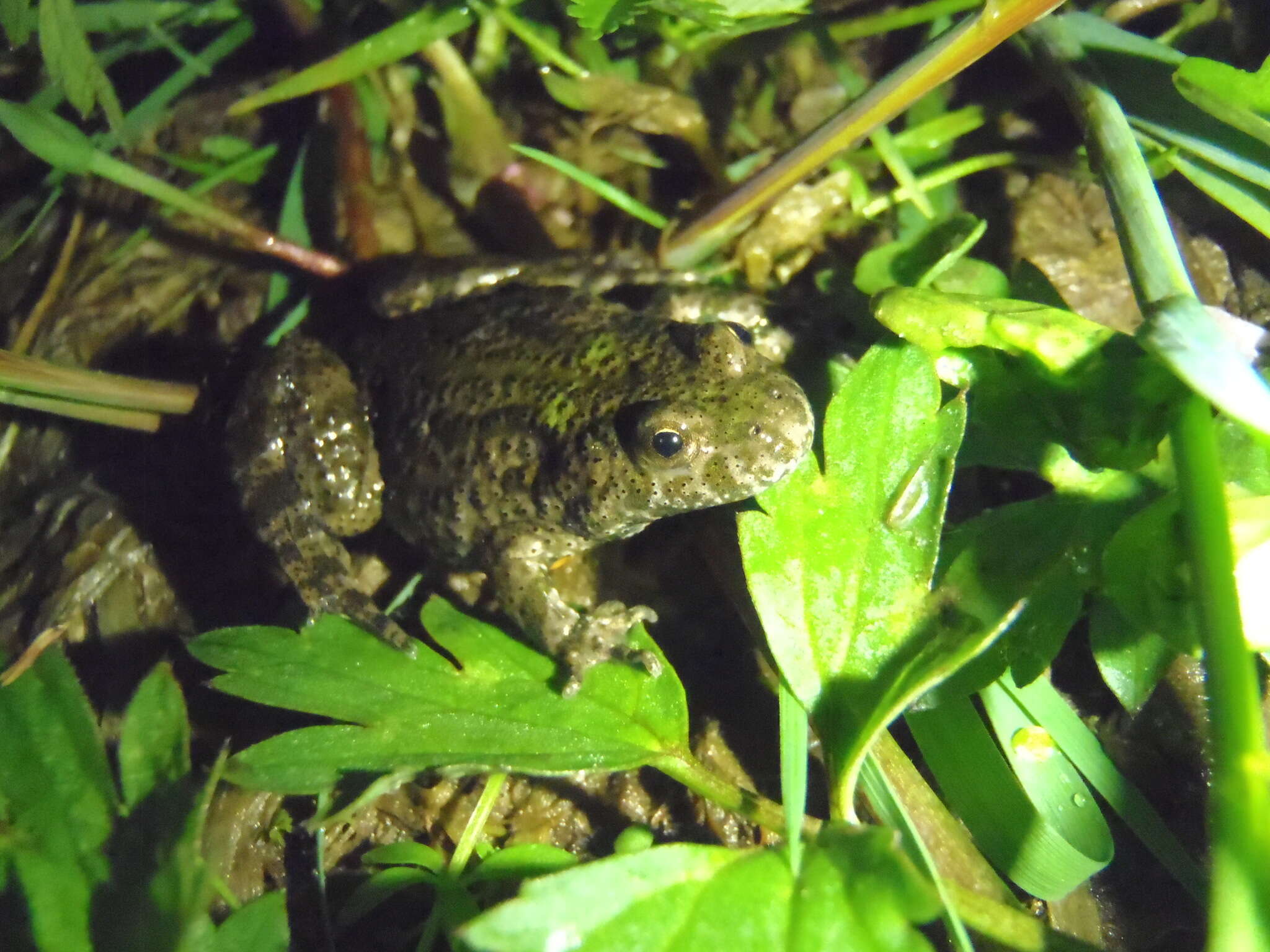 Image of Fire-bellied Toad