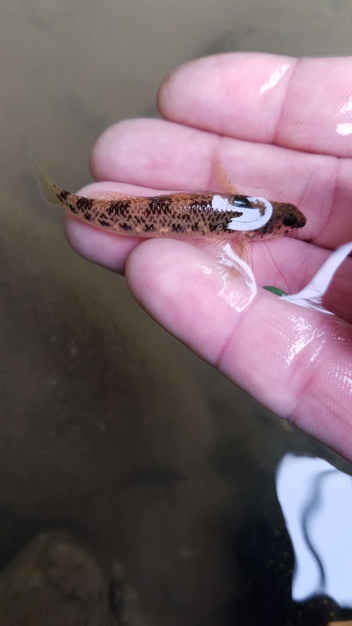 Image of Longfin darter