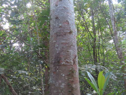 Image of Koghis Kauri