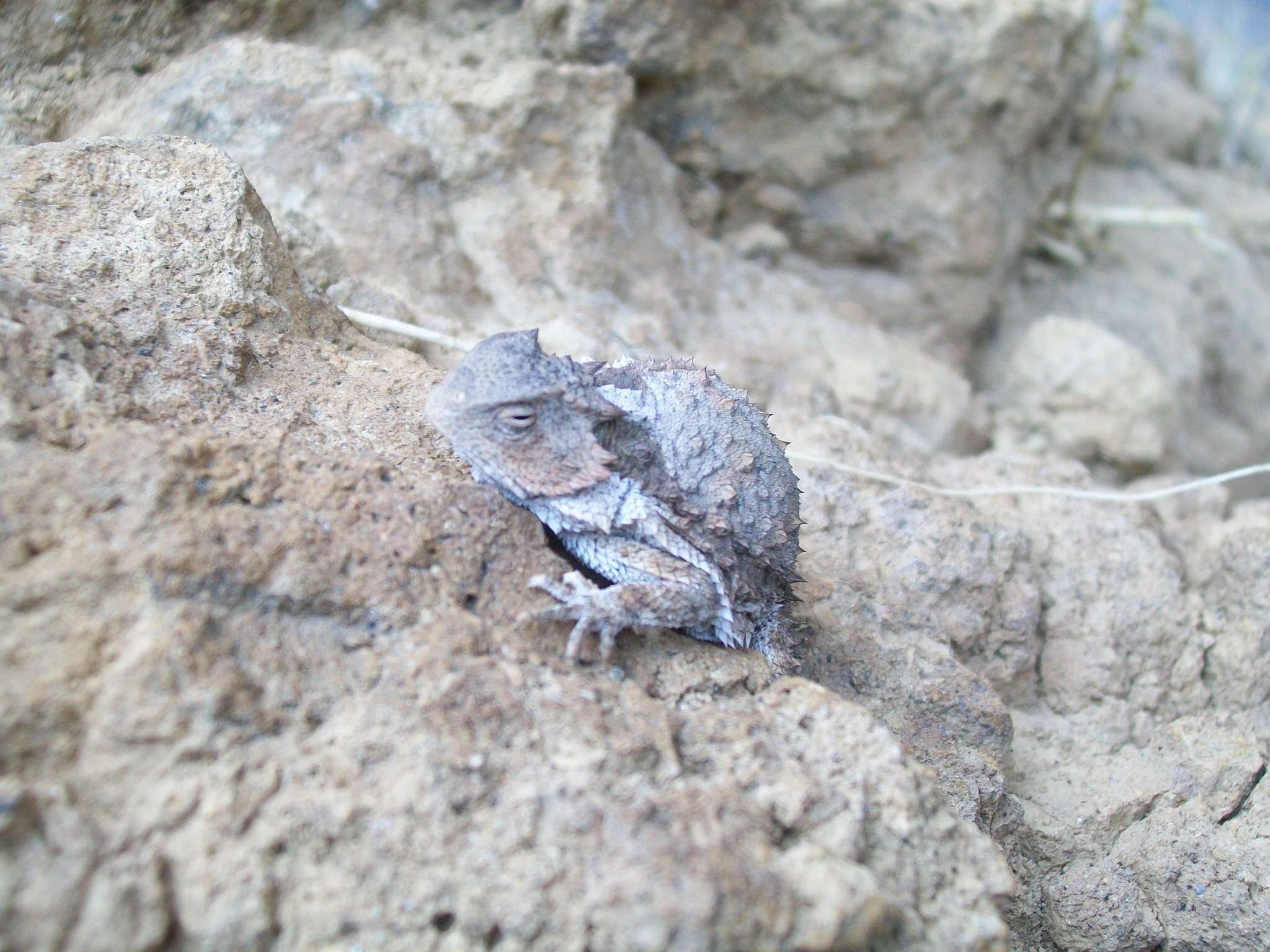 Image of Short-tailed horned lizard