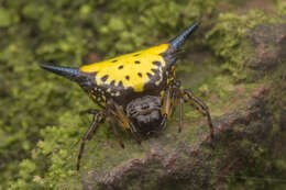 Image of Macracantha hasselti (C. L. Koch 1837) Macharoenboon, Siriwut & Jeratthitikul 2021