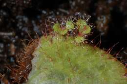 Image of Sundew