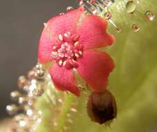 Image of Sundew