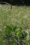 صورة Plantago maxima Juss. ex Jacq.