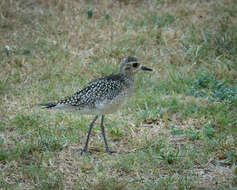 Image of Pacific Golden Plover