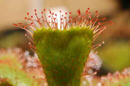 Image of Red sundew