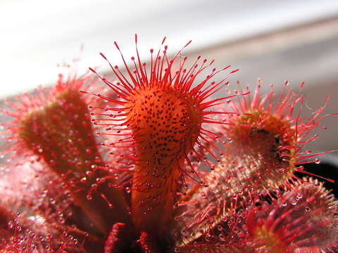 Image of Red sundew