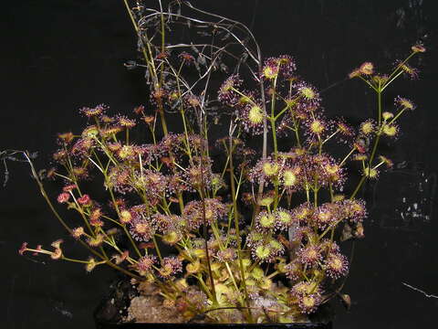 صورة Drosera stolonifera Endl.