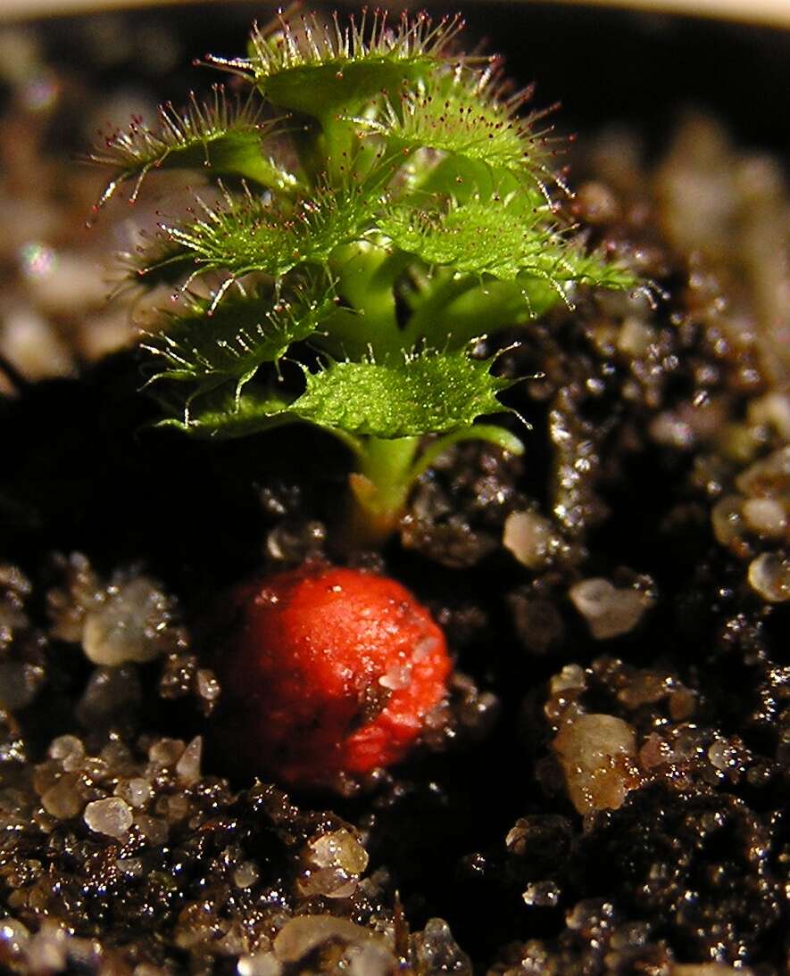 صورة Drosera stolonifera Endl.