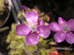 Image of Drosera stricticaulis (Diels) O. H. Sargent