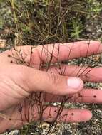 Image of smallflower dwarf-flax