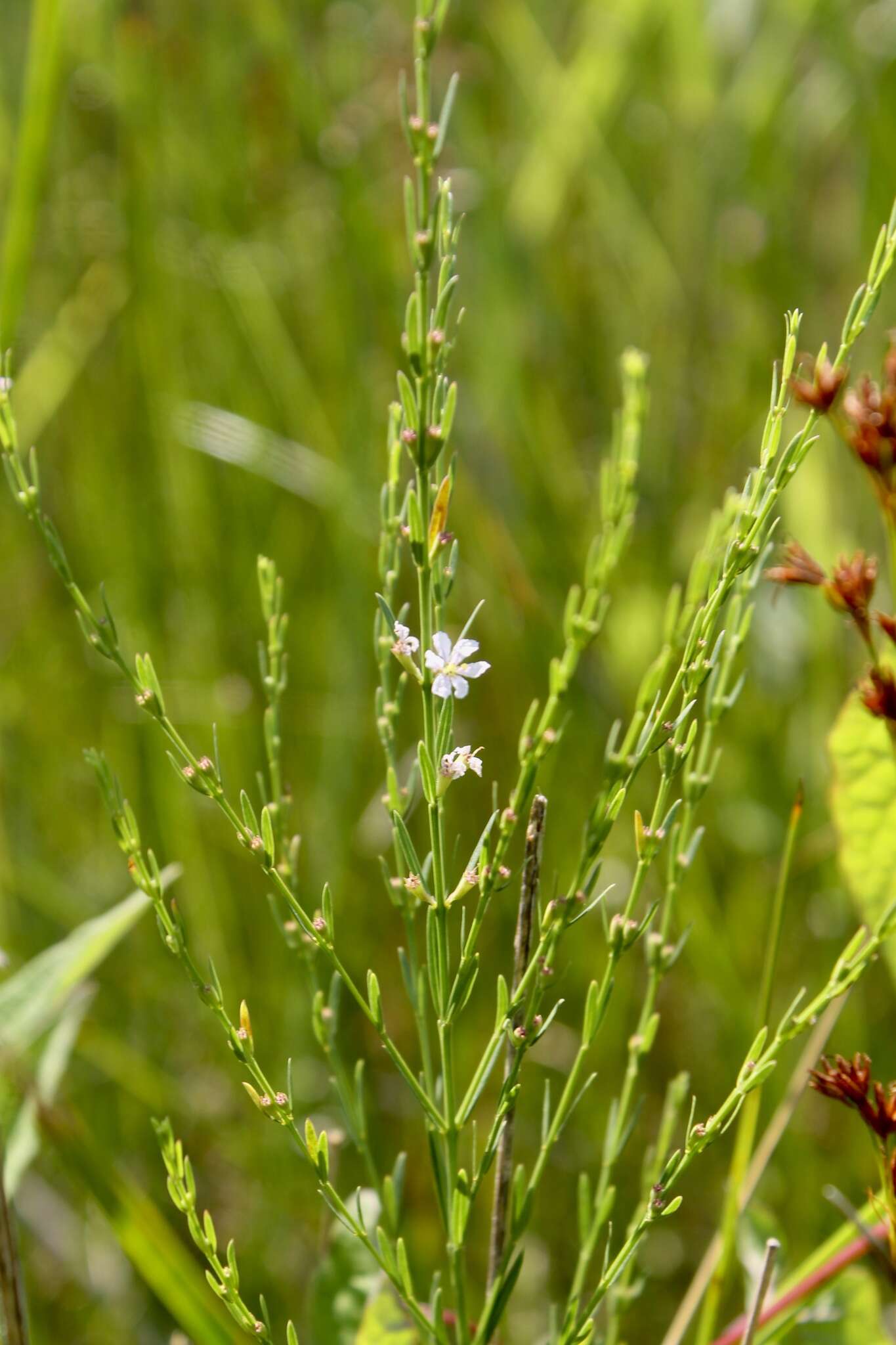 Image of Wand loosestrife