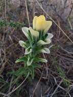 Image of Trans-Pecos Indian paintbrush