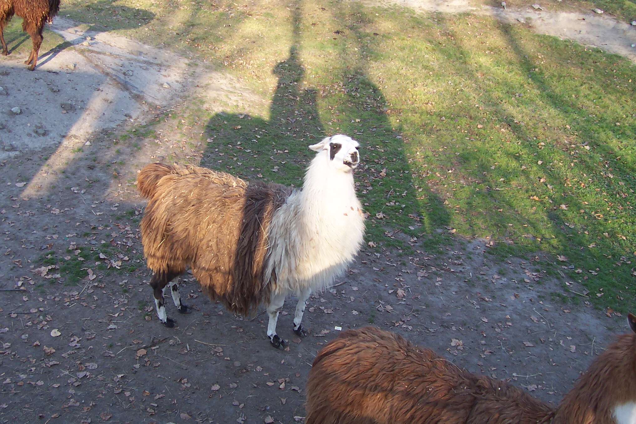 Image of llama