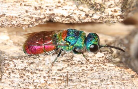 Image of Chrysis scutellaris