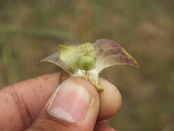 Image of Ipomoea pileata Roxb.