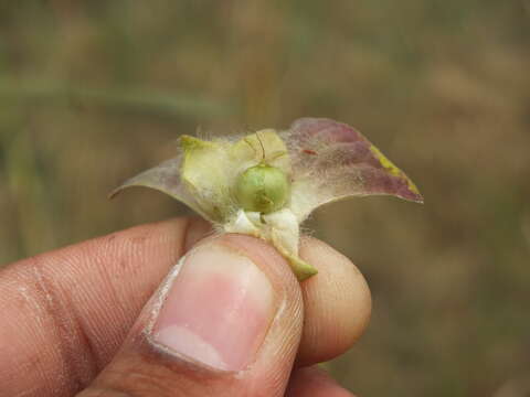 Image of Ipomoea pileata Roxb.