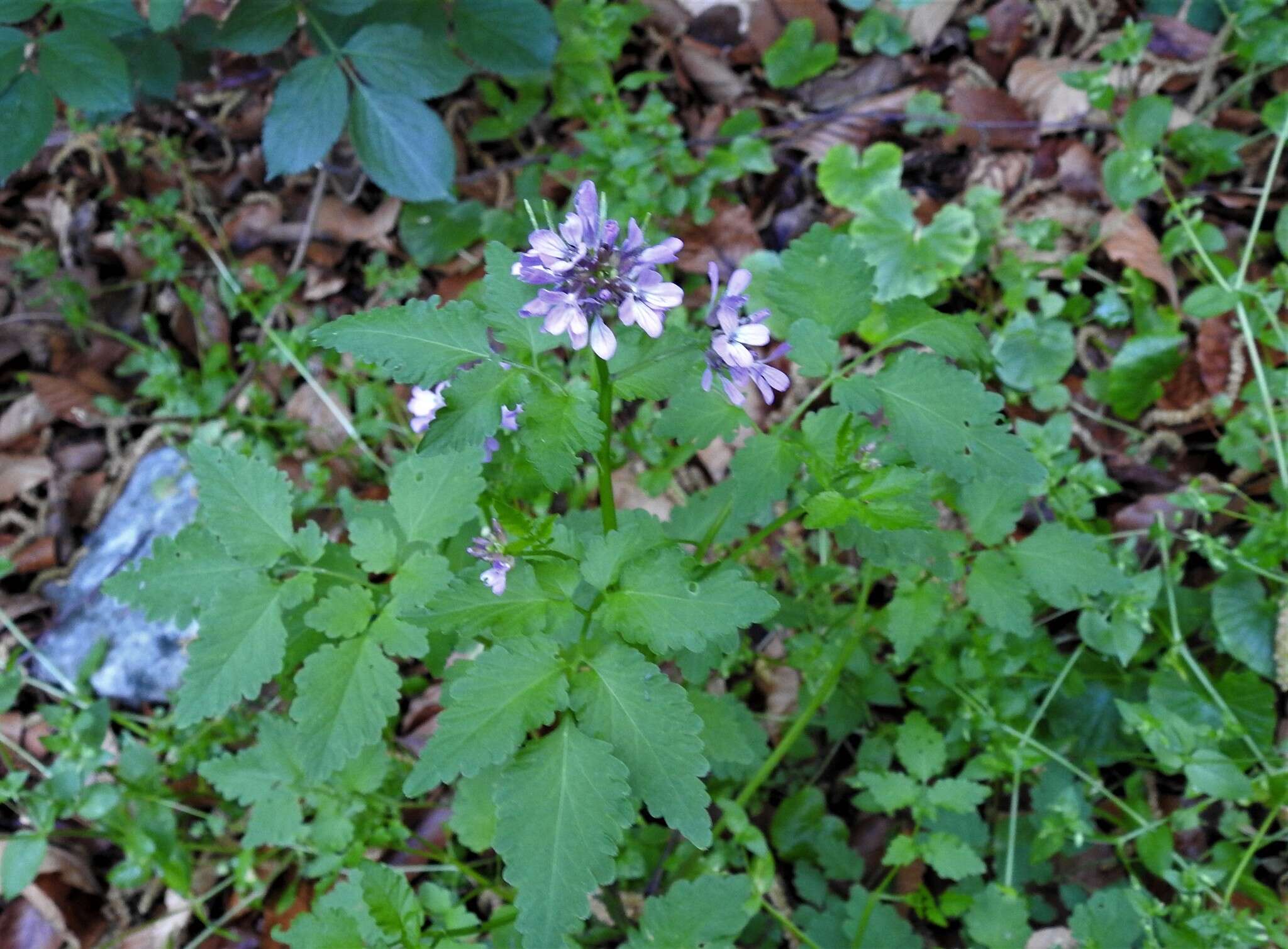 Plancia ëd Cardamine chelidonia L.