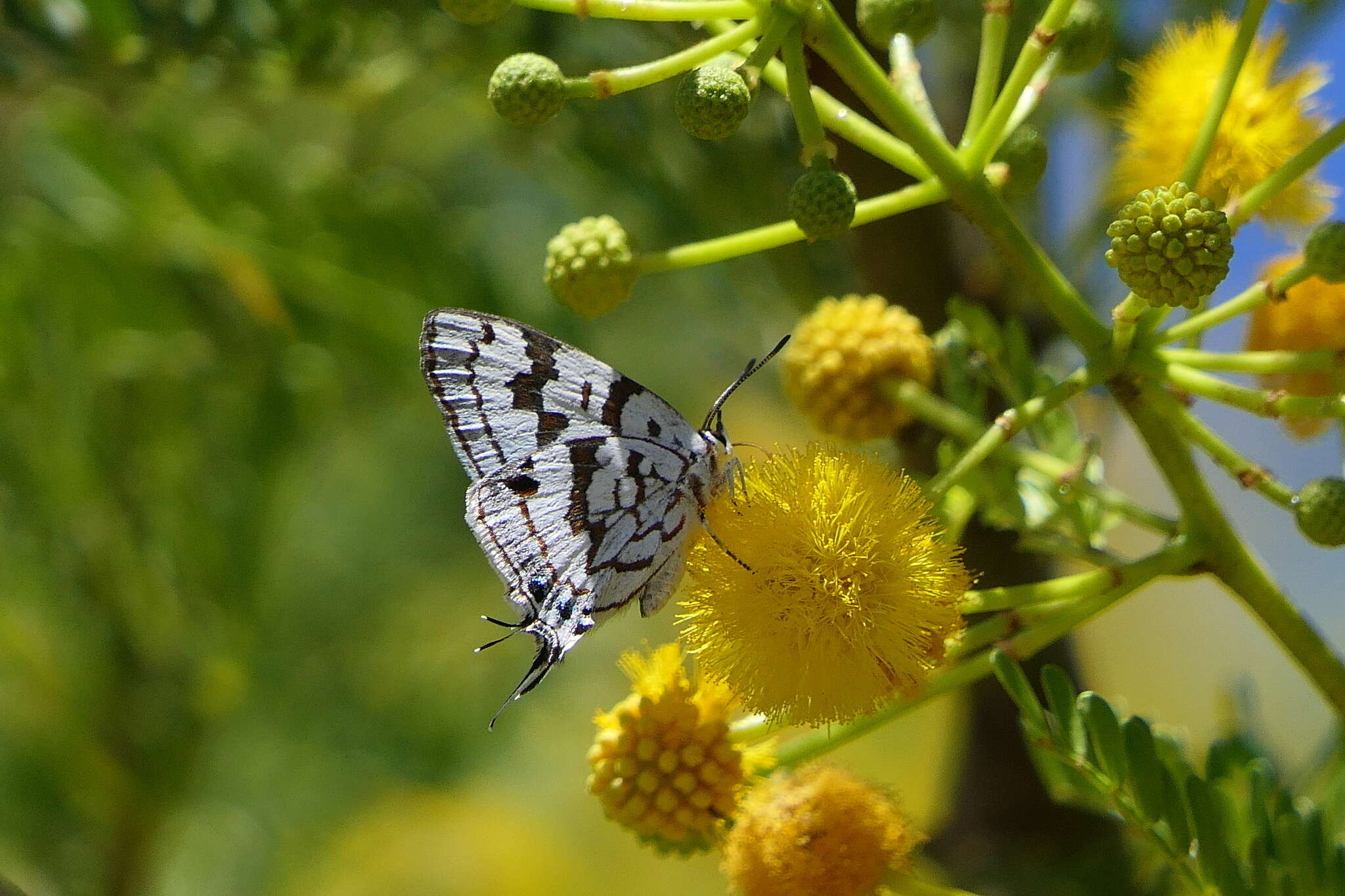 Image of Stugeta bowkeri bowkeri