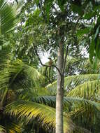 Image of Stork-billed Kingfisher