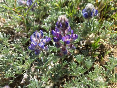 Image of desert lupine