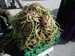 Image of Spanish oyster thistle