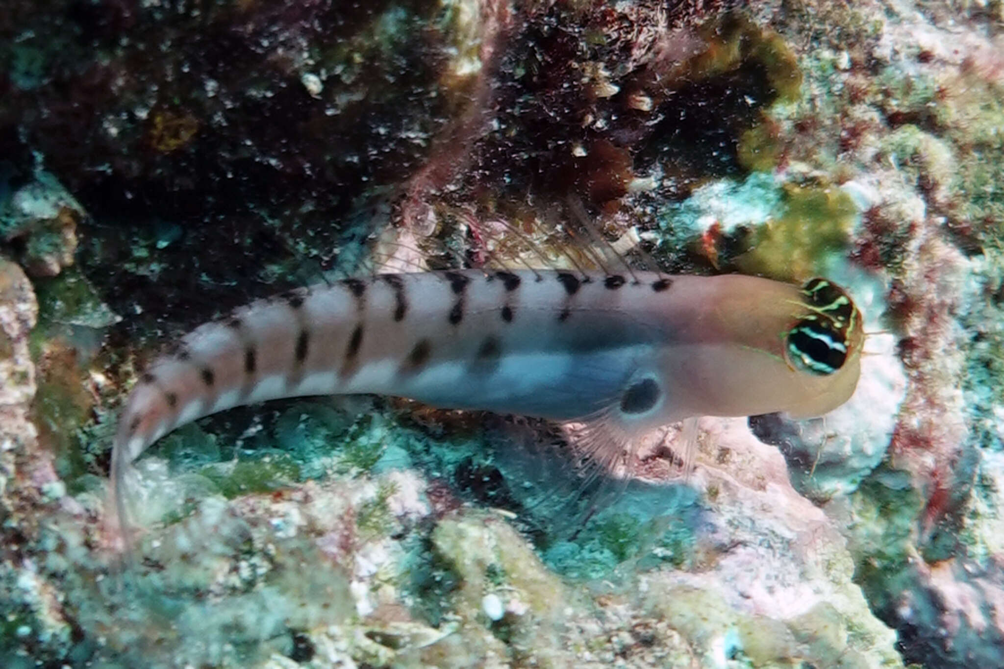 Image of Allen&#39;s blenny