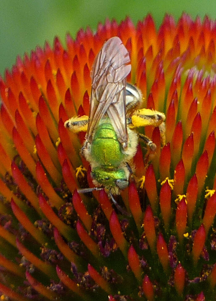 Image of Bicolored Agapostemon