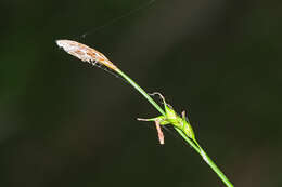 Image de Carex xiphium Kom.