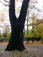 Image of Black Poplar