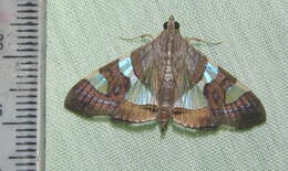 Glyphodes bitriangulalis Gaede 1917 resmi