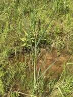 Plancia ëd Echinochloa muricata (P. Beauv.) Fernald