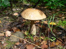 Image of Leccinum scabrum (Bull.) Gray 1821