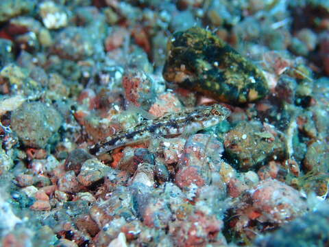 Image of Bath's goby