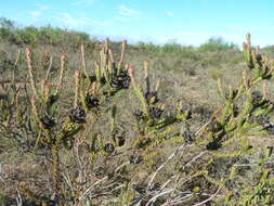 Image of Leucadendron thymifolium (Salisb. ex Knight) I. J. M. Williams